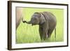 Asian Elephant Calf Playing with Mother's Tail-null-Framed Photographic Print