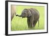 Asian Elephant Calf Playing with Mother's Tail-null-Framed Photographic Print