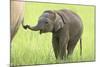 Asian Elephant Calf Playing with Mother's Tail-null-Mounted Photographic Print