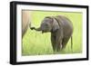 Asian Elephant Calf Playing with Mother's Tail-null-Framed Photographic Print