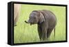 Asian Elephant Calf-null-Framed Stretched Canvas