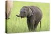 Asian Elephant Calf-null-Stretched Canvas