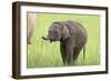 Asian Elephant Calf-null-Framed Photographic Print