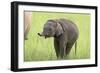 Asian Elephant Calf-null-Framed Photographic Print