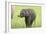 Asian Elephant Calf-null-Framed Photographic Print