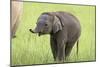 Asian Elephant Calf-null-Mounted Photographic Print