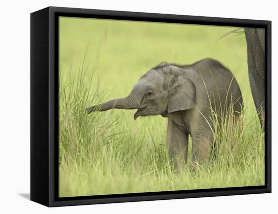 Asian Elephant,Corbett National Park, Uttaranchal, India-Jagdeep Rajput-Framed Stretched Canvas