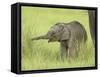 Asian Elephant,Corbett National Park, Uttaranchal, India-Jagdeep Rajput-Framed Stretched Canvas