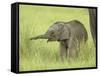 Asian Elephant,Corbett National Park, Uttaranchal, India-Jagdeep Rajput-Framed Stretched Canvas