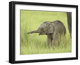 Asian Elephant,Corbett National Park, Uttaranchal, India-Jagdeep Rajput-Framed Photographic Print