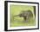 Asian Elephant,Corbett National Park, Uttaranchal, India-Jagdeep Rajput-Framed Photographic Print