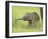 Asian Elephant,Corbett National Park, Uttaranchal, India-Jagdeep Rajput-Framed Photographic Print