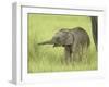 Asian Elephant,Corbett National Park, Uttaranchal, India-Jagdeep Rajput-Framed Photographic Print