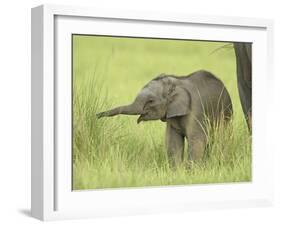 Asian Elephant,Corbett National Park, Uttaranchal, India-Jagdeep Rajput-Framed Photographic Print