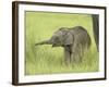 Asian Elephant,Corbett National Park, Uttaranchal, India-Jagdeep Rajput-Framed Photographic Print