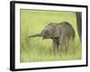 Asian Elephant,Corbett National Park, Uttaranchal, India-Jagdeep Rajput-Framed Photographic Print