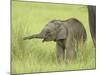 Asian Elephant,Corbett National Park, Uttaranchal, India-Jagdeep Rajput-Mounted Photographic Print