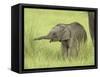 Asian Elephant,Corbett National Park, Uttaranchal, India-Jagdeep Rajput-Framed Stretched Canvas