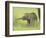 Asian Elephant,Corbett National Park, Uttaranchal, India-Jagdeep Rajput-Framed Photographic Print