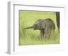 Asian Elephant,Corbett National Park, Uttaranchal, India-Jagdeep Rajput-Framed Photographic Print