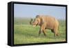 Asian Elephant Displaying the Grass-null-Framed Stretched Canvas