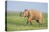 Asian Elephant Displaying the Grass-null-Stretched Canvas