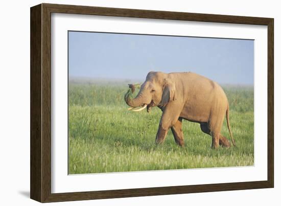 Asian Elephant Displaying the Grass-null-Framed Photographic Print
