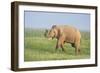 Asian Elephant Displaying the Grass-null-Framed Photographic Print