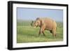 Asian Elephant Displaying the Grass-null-Framed Photographic Print