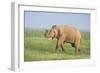 Asian Elephant Displaying the Grass-null-Framed Photographic Print