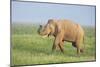 Asian Elephant Displaying the Grass-null-Mounted Photographic Print