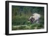 asian elephant dust bathing, bardia national park, terai, nepal-karine aigner-Framed Photographic Print