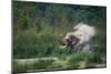 asian elephant dust bathing, bardia national park, terai, nepal-karine aigner-Mounted Photographic Print