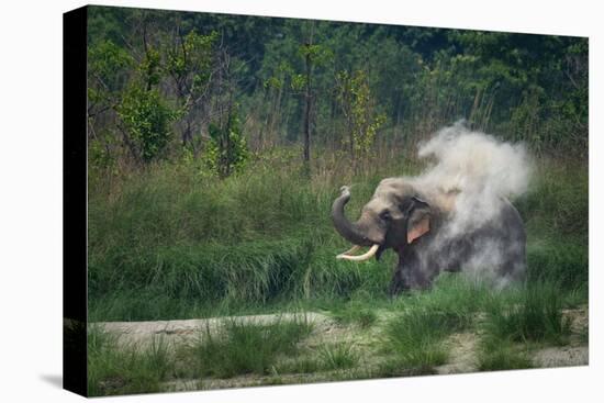 asian elephant dust bathing, bardia national park, terai, nepal-karine aigner-Stretched Canvas