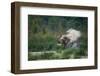 asian elephant dust bathing, bardia national park, terai, nepal-karine aigner-Framed Photographic Print