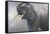 Asian Elephant Dusting-Jeremy Paul-Framed Stretched Canvas