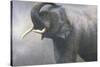 Asian Elephant Dusting-Jeremy Paul-Stretched Canvas