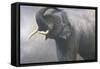 Asian Elephant Dusting-Jeremy Paul-Framed Stretched Canvas