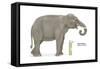 Asian Elephant (Elephas Maximus), Mammals-Encyclopaedia Britannica-Framed Stretched Canvas