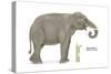 Asian Elephant (Elephas Maximus), Mammals-Encyclopaedia Britannica-Stretched Canvas