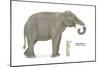 Asian Elephant (Elephas Maximus), Mammals-Encyclopaedia Britannica-Mounted Poster