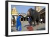 Asian Elephant (Elephas Maximus)-Axel Gomille-Framed Photographic Print