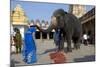 Asian Elephant (Elephas Maximus)-Axel Gomille-Mounted Photographic Print
