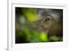 asian elephant eye detail through foliage, nepal-karine aigner-Framed Photographic Print