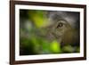 asian elephant eye detail through foliage, nepal-karine aigner-Framed Photographic Print