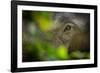 asian elephant eye detail through foliage, nepal-karine aigner-Framed Photographic Print