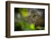 asian elephant eye detail through foliage, nepal-karine aigner-Framed Photographic Print