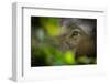 asian elephant eye detail through foliage, nepal-karine aigner-Framed Photographic Print