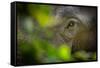 asian elephant eye detail through foliage, nepal-karine aigner-Framed Stretched Canvas