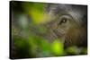 asian elephant eye detail through foliage, nepal-karine aigner-Stretched Canvas